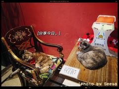 -猫色咖啡·猫咖