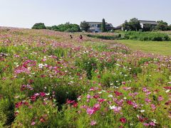 -大塘金香草谷