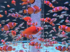 -海合安成都极地海洋公园