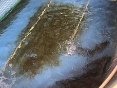 -鲤鱼塘农家山庄