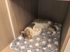 -艾贝尔宠物医院·24H转诊中心·肿瘤猫专科(江宁双龙店)