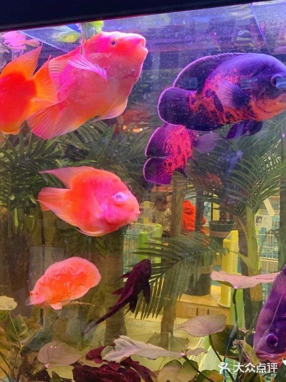 想要带回家的小可爱们！[鬼脸]