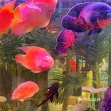 想要带回家的小可爱们！[鬼脸]