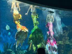 -海合安武汉极地海洋公园