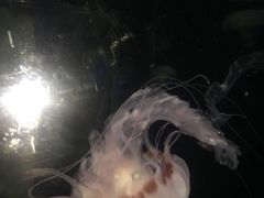 -中央广播电视塔