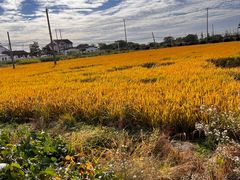 -莲花岛景区