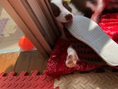 -翊宠yipet猫狗购宠庄园犬舍•猫舍