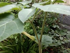 -胡老三家土菜馆·老店地方特色菜·招牌茅山地锅老鹅