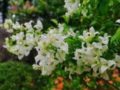 -东莞植物园
