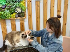 -青奢宠物·青奢猫舍