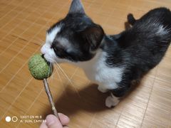 -莘程宠物医院(金山店)