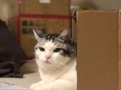 -瑞鹏宠物医院·骨科·猫科·内科(第一中心)