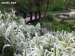 -新江湾城公园
