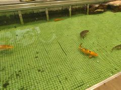 -金河半岛园林酒家(金融城店)