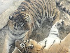 -栾川竹海野生动物园