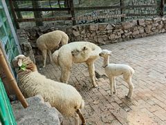 -银树楼(紫玉山庄东区店)