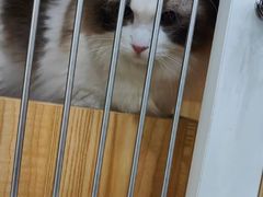 -爱洗澡的猫(天河路店)