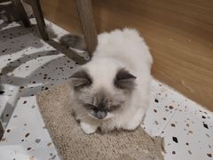 -滚猫咖啡·猫咖·猫友好撸猫(未来城店)