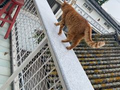 -喵屿·大理花园猫咖