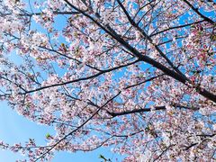-顾村公园