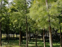 -上海长兴岛郊野公园