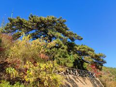 -北京西山国家森林公园