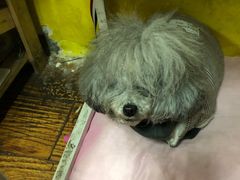 -志龙皇冠吃货椰子铺