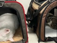 -纳吉亚猫专科动物诊疗中心(蒋宅口分院)