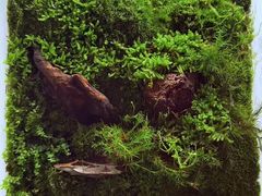 -植觉