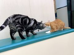 -安安宠物医院(情缘分院)