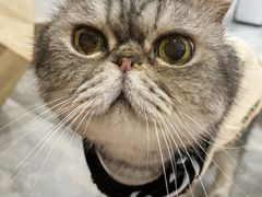 -楼上猫咖(罗湖店)