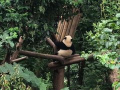 -成都大熊猫繁育研究基地