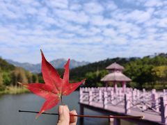 -田野绿世界