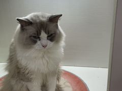 -青奢宠物·青奢猫舍