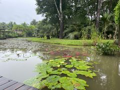 -中国科学院西双版纳热带植物园