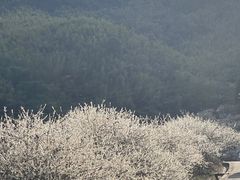 -广州市流溪河国家森林公园