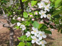 -莱阳濯村樱花园