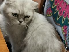 -more than meow吴止猫主题餐厅(承德 中船汇店)