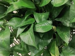 -老乡鸡(阜阳商厦时代广场店)