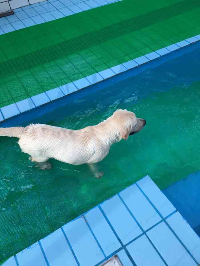 狗狗游泳馆-"服务超级好 老板人nice 还提供洗澡 ."-大众点评移动版