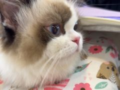 -贝康宠物医院·犬猫全科·小动物特色诊疗中心(东环路店)