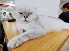 -李小姐の猫咖啡馆(五角场店)