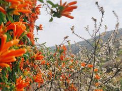 -桃花涧
