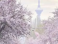 -桃花堤公园