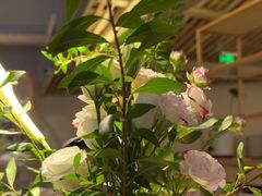 -ROIIN用心(杭州首店)