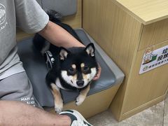 -美联众合动物医院·24h转诊中心