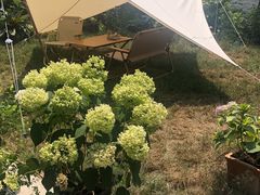 -Jo's Garden