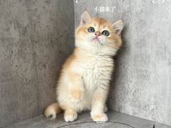 -小猫来了·猫舍(红山六九七九店)