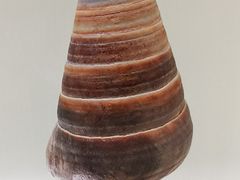 -青岛贝壳博物馆