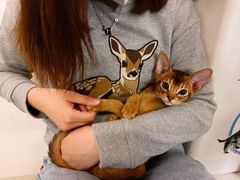 -猫大福·Fortune Cat猫舍(百子湾店)